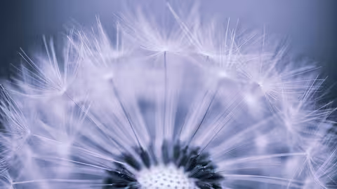 Foto: Nahaufnahme einer Pusteblume vor grau-blauem Hintergrund.