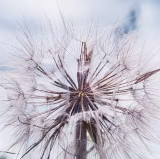 Foto: Nahaufnahme einer Pusteblume.