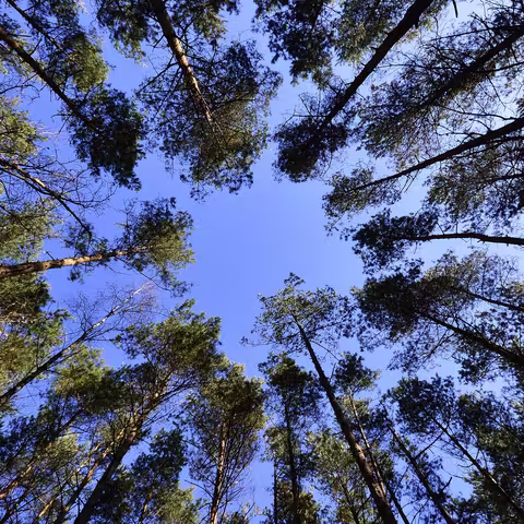Foto aus der Froschperspektive in eine Gruppe von Baumkronen vor blauem Himmel