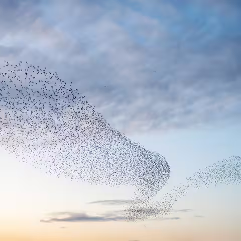 Foto: ein großer Vogelschwarm in der Abendsonne