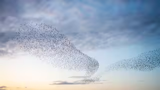 Foto: ein großer Vogelschwarm in der Abendsonne