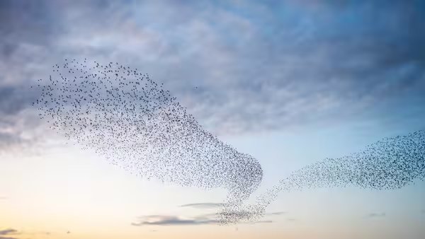 Foto: ein großer Vogelschwarm in der Abendsonne