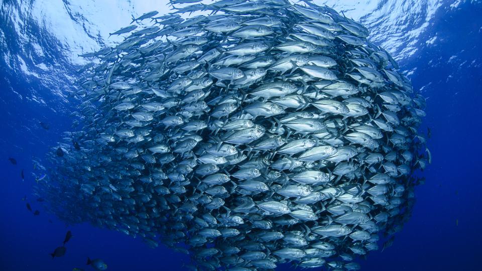 Bild eines Fischschwarmes