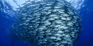 Bild eines Fischschwarmes
