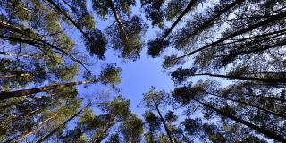 Blick von unten in eine Gruppe von Baumkronen unter blauem Himmel